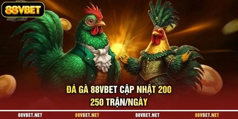 Đá gà 88VBET cập nhật 200-250 trận/ngày
